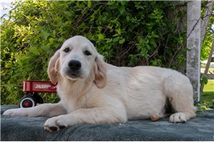 Levi - English Golden Retriever for sale