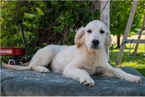 Layla - English Golden Retriever for sale