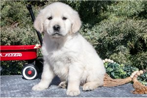 Luna - puppy for sale