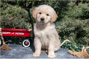 Lainey - puppy for sale