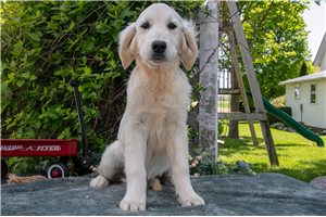 Levi - English Golden Retriever for sale