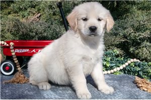 Levi - English Golden Retriever for sale