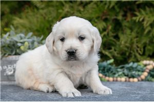 Timothy - Golden Retriever for sale
