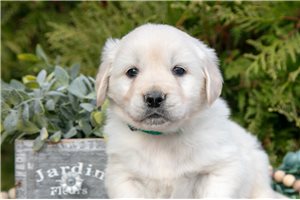Timber - Golden Retriever for sale