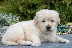 Trent - Golden Retriever for sale