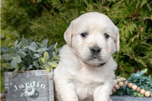 Todd - Golden Retriever for sale