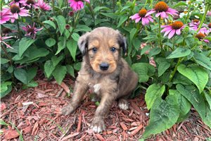 Juniper - Aussiedoodle for sale