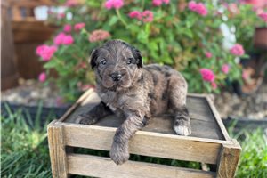 Josie - Aussiedoodle for sale