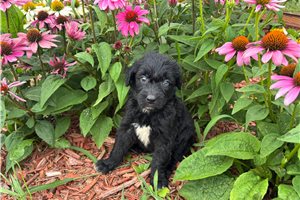 Jade - Aussiedoodle for sale