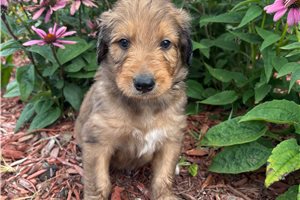 Juniper - Aussiedoodle for sale