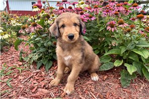 Juniper - Aussiedoodle for sale