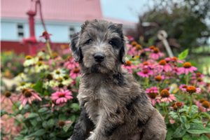 Josie - Aussiedoodle for sale