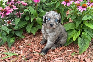 Jacklyn - Aussiedoodle for sale
