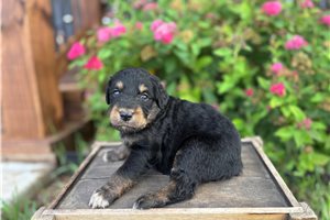 Jessica - Aussiedoodle for sale