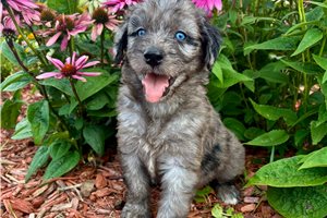 Jacklyn - Aussiedoodle for sale