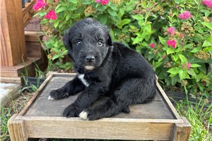 Jacob - Aussiedoodle for sale