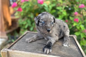 Jacklyn - Aussiedoodle for sale