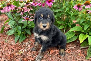 Jessica - Aussiedoodle for sale