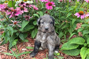 Josie - Aussiedoodle for sale