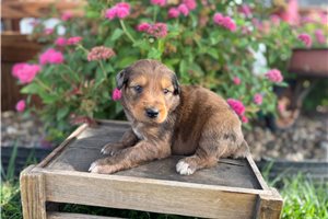 Juniper - Aussiedoodle for sale