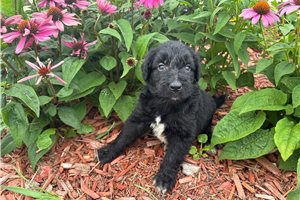 Jacob - Aussiedoodle for sale