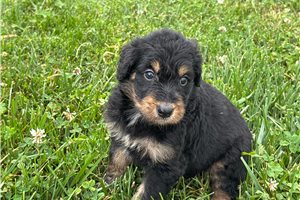 Jessica - Aussiedoodle for sale