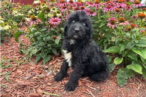 Jade - Aussiedoodle for sale