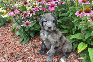 Josie - Aussiedoodle for sale