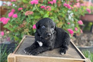 Jade - Aussiedoodle for sale