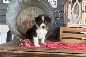 Denzel | Puppies For Sale at Pawrade