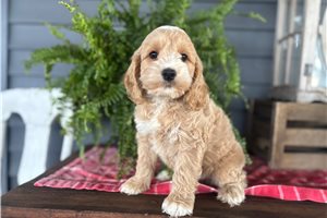 Jasper - Cockapoo for sale