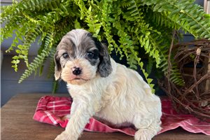 Jewel - Cockapoo for sale