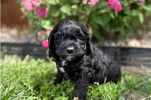 Jameson - Cockapoo for sale