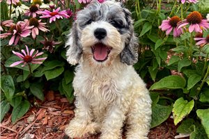 Jewel - Cockapoo for sale