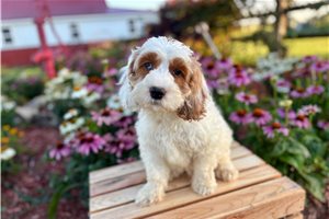 Jason - Cockapoo for sale