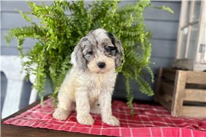 Jewel - Cockapoo for sale