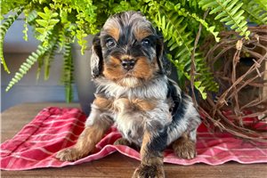 Java - Cockapoo for sale