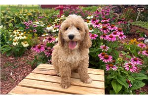Jasper - Cockapoo for sale