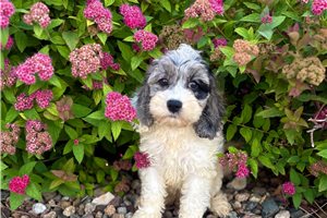 Jewel - Cockapoo for sale