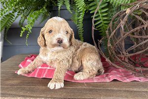 Jasper - puppy for sale