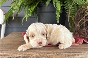 Jason - Cockapoo for sale
