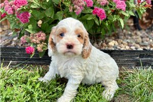Jason - Cockapoo for sale