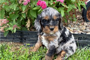 Java - Cockapoo for sale
