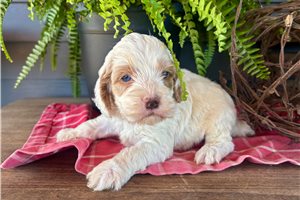 Jason - Cockapoo for sale