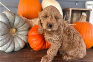 Marlin - puppy for sale