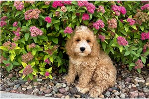 Jasper - Cockapoo for sale