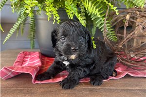 Jameson - Cockapoo for sale