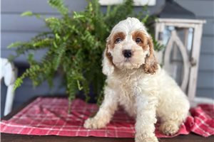 Jason - Cockapoo for sale