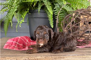 Jetta - Cockapoo for sale