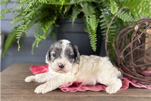 Jewel - puppy for sale
